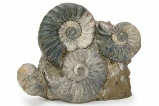 Calcite-Replaced Ammonite (Aegasteroceras) Cluster - England #243491