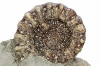 Jurassic Ammonite (Xipheroceras) Fossil - Dorset, England #243492