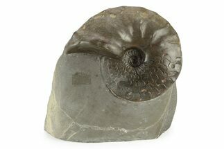 Triassic Ammonite (Ceratites nodosus) Fossil - Germany #243505