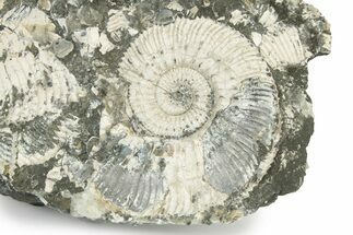 Jurassic Ammonite (Kosmoceras) Fossil - Gloucestershire, England #243478
