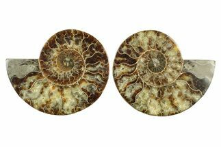 Cut & Polished, Agatized Ammonite Fossil - Madagascar #241871