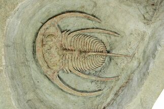Early Cambrian Fallotaspis - Tazemmourt, Morocco #243655