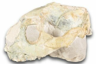 Bargain, Fossil Oreodont (Merycoidodon) Skull - South Dakota #243588