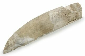Fossil Sperm Whale (Physeterula) Tooth - North Carolina #243739