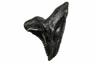 Snaggletooth Shark (Hemipristis) Tooth - South Carolina #240334