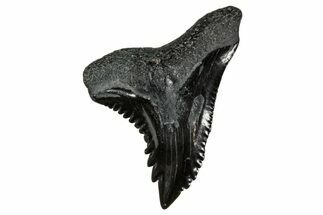 Snaggletooth Shark (Hemipristis) Tooth - South Carolina #240344