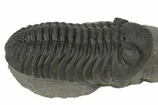 Prone Morocops Trilobite - Ofaten, Morocco #243872