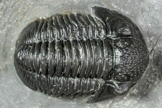 Detailed Gerastos Trilobite Fossil - Morocco #243777