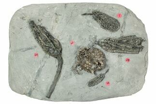Fossil Crinoid Plate (Four Species) - Crawfordsville, Indiana #243934