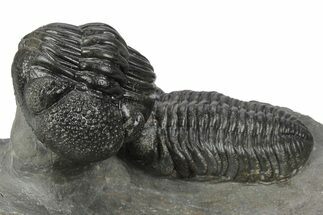 Beautiful Pair Of Pedinopariops Trilobites - Mrakib, Morocco #243837