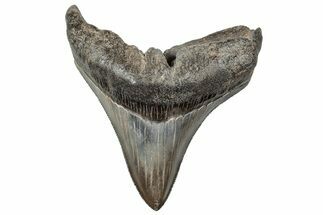 Serrated, Fossil Megalodon Tooth - South Carolina #236348