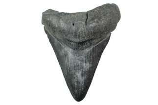 Fossil Megalodon Tooth - South Carolina #236351