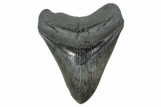 Serrated, Fossil Megalodon Tooth - South Carolina #239820