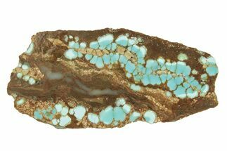 Polished Turquoise Section - Number Mine, Carlin, NV #244465