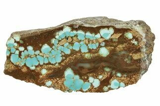 Polished Turquoise Section - Number Mine, Carlin, NV #244468