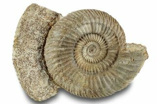 Jurassic Ammonite (Stephanoceras) Fossil - France #244474