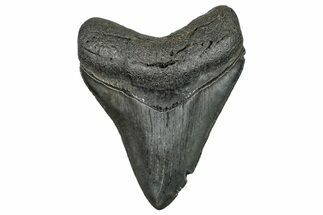 Serrated, Fossil Megalodon Tooth - South Carolina #236314