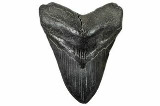Fossil Megalodon Tooth - South Carolina #236344