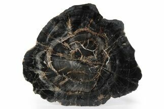 Polished Petrified Wood (Woodworthia) Round - Circle Cliffs #244617