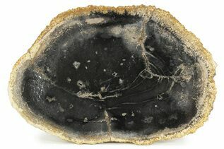 Petrified Wood For Sale
