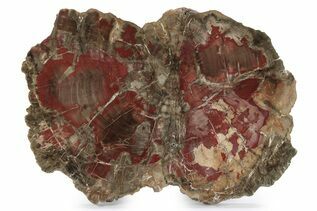 Petrified Wood For Sale