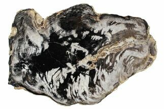 Polished, Petrified Wood (Metasequoia) Slab - Oregon #244863