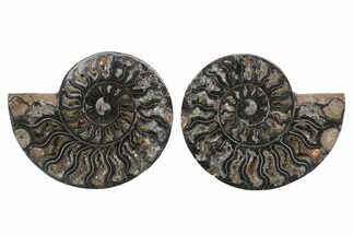 Cut & Polished Ammonite Fossil - Unusual Black Color #244955