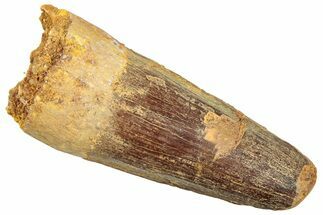 Fossil Spinosaurus Tooth - Real Dinosaur Tooth #245098