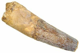 Fossil Spinosaurus Tooth - Real Dinosaur Tooth #245122