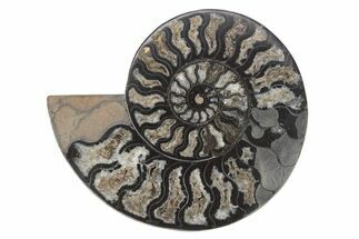 Cut & Polished Ammonite Fossil (Half) - Unusual Black Color #244959