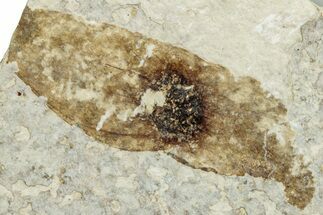 Fossil Winged Seed (Ailanthus) - Wyoming #245164