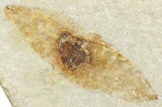 Fossil Winged Seed (Ailanthus) - Wyoming #245165