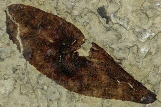 Fossil Winged Seed (Ailanthus) - Wyoming #245170