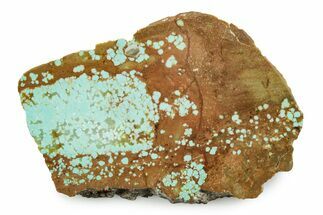 Polished Turquoise Slab - Number Mine, Carlin, NV #245508