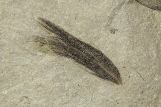 Detailed Fossil Feather - Green River Formation, Utah #244681