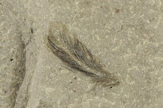 Detailed Fossil Feather - Green River Formation, Utah #244683
