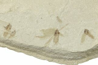 Fossil Beetle (Coleoptera) - Green River Formation, Utah #244686