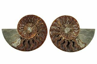 Cut & Polished, Agatized Ammonite Fossil - Madagascar #244712