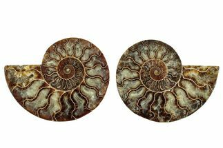Cut & Polished, Agatized Ammonite Fossil - Madagascar #244714