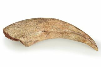 Fossil Spinosaurus Hand Claw - Kem Kem Beds #245586