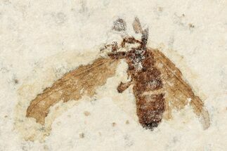 Detailed Fossil March Fly (Plecia) - Wyoming #245633