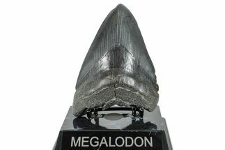 Fossil Megalodon Tooth - South Carolina #236369