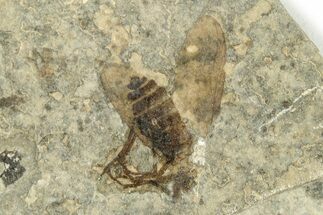 Detailed Fossil March Fly (Plecia) - Wyoming #245649