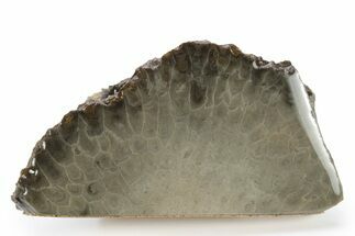 Free-Standing, Petoskey Stone (Fossil Coral) Section - Michigan #245486