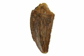 Serrated, Raptor Tooth - Real Dinosaur Tooth #245786