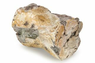 Dinosaur (Thescelosaurus) Caudal Vertebra - Montana #245862