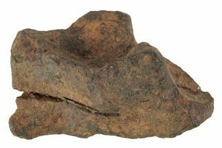 Agoudal Iron Meteorite ( grams) - Morocco #245618