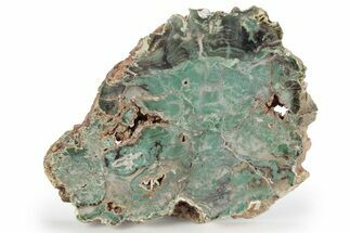 Rare, Green, Chromium-Rich Petrified Wood Slab - Arizona #245857