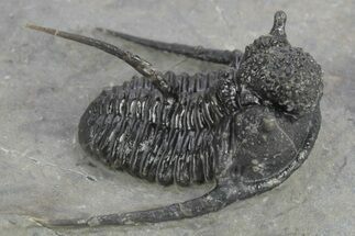 Spiny Cyphaspis Trilobite - Ofaten, Morocco #245934