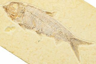 Detailed Fossil Fish (Knightia) - Wyoming #244200